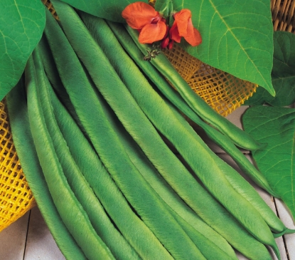 Picture of Runner Bean Enorma